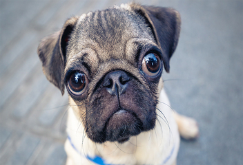 close up view of a cute baby pug in street