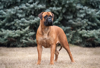 202106bullmastiff featuredimage