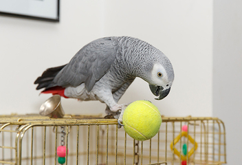 africangreyparrot