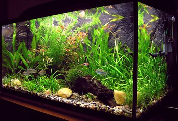 amaterske akvarium (1)
