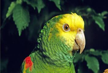 amazon parrot header (1)