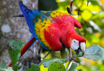 botw featured image scarlet macaw