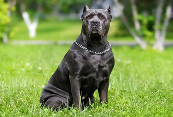 cane corso price
