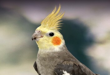 cockatiel 2