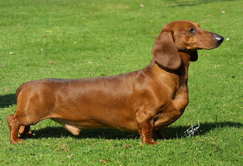 (dachshund (short))