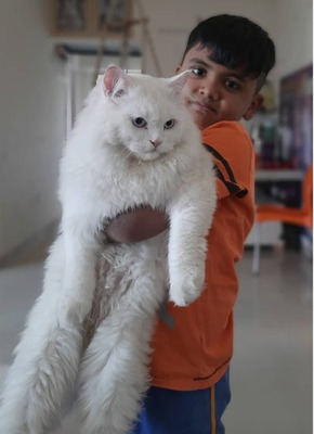 persian cat