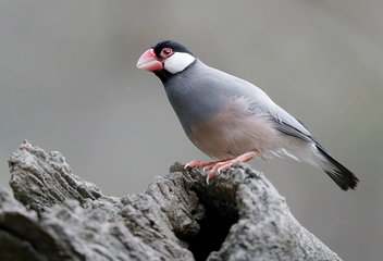 java sparrow