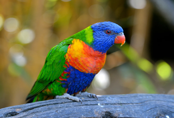 rainbow lorikeet
