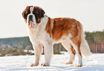 saint bernard dog st bernard standing snow