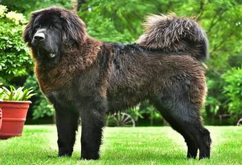 tibetan mastiff 6