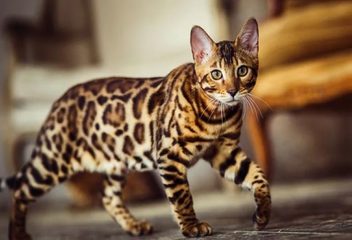 bengal