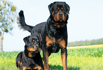bp lot 2 rottweiler couleur portrait