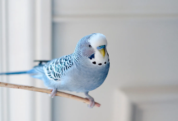 budgerigar