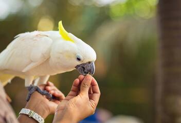 cockatoo 1920x1280 aecd117112743083936a4ac355c51d80