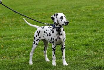dalmatian field