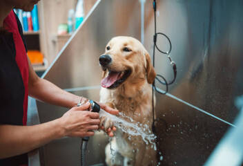 groomer working with a golden retriver dog in pet grooming salon.