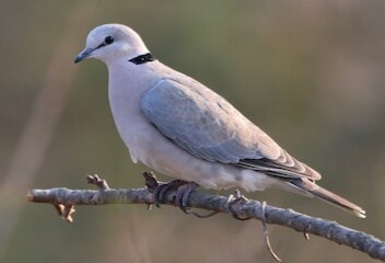 dove