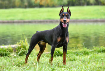 beautiful tan and black german pinscher sitting on a river bank background