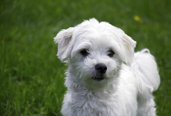 maltese