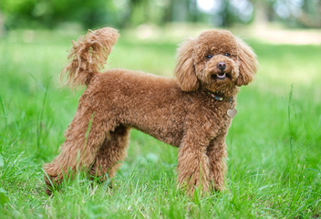 a,red brown,toy,poodle,dog.,toy,poodle,puppy,on,a