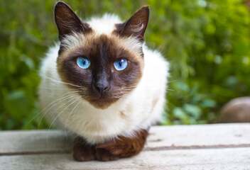 siamese