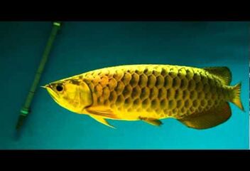 24 gold arowana