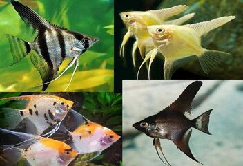 angelfish