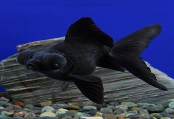 black mor goldfish