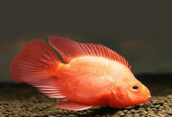 blood parrot cichlid