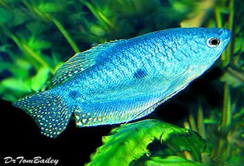 blue gourami