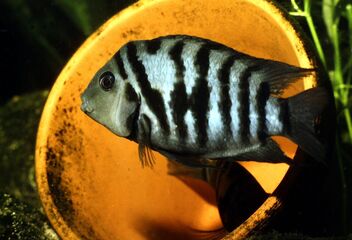 convict cichlid