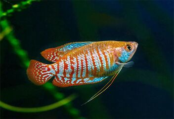 dwarf gourami