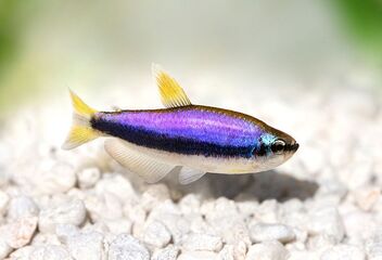 emperor tetra