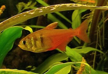 flame tetra