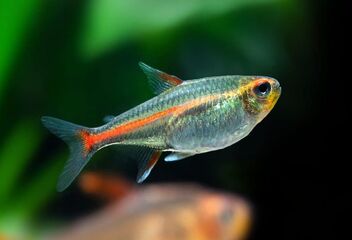 glownight tetra