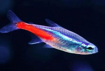 neon tetra