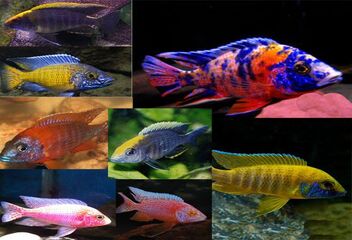 peacock african cichlid