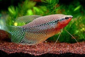 pearl gourami