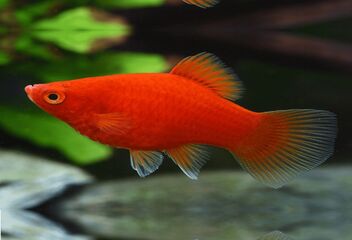 red platy