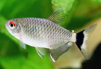 red eye tetra