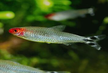 rummy nose tetra
