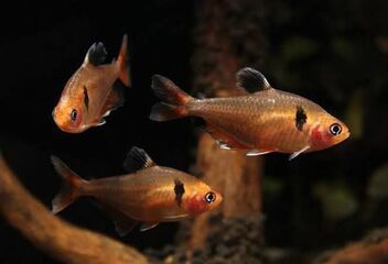 serpae tetra