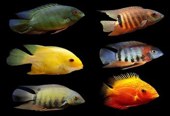 severum
