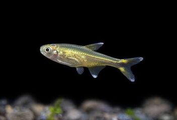 silver tetra