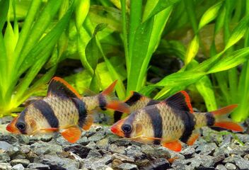 tiger barb