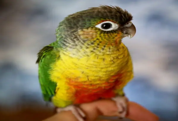 yellow sidded conure