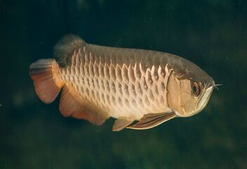asian arowana