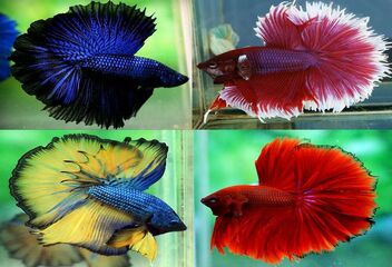 betta siamese fighting fish