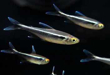 black neon tetra