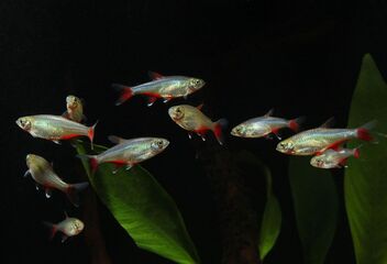 bloodfin tetra
